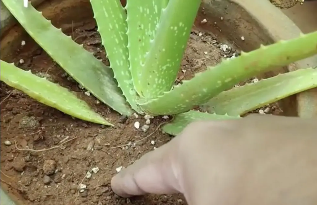Cómo cultivar aloe vera con éxito
