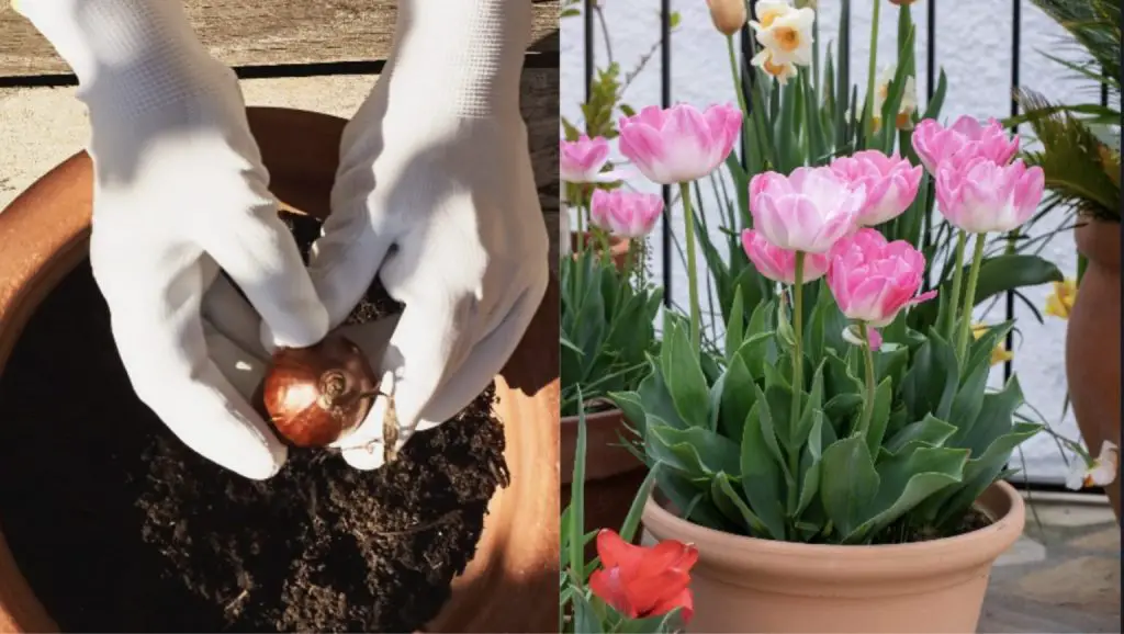 Cómo cultivar tulipanes en el jardín y en macetas.