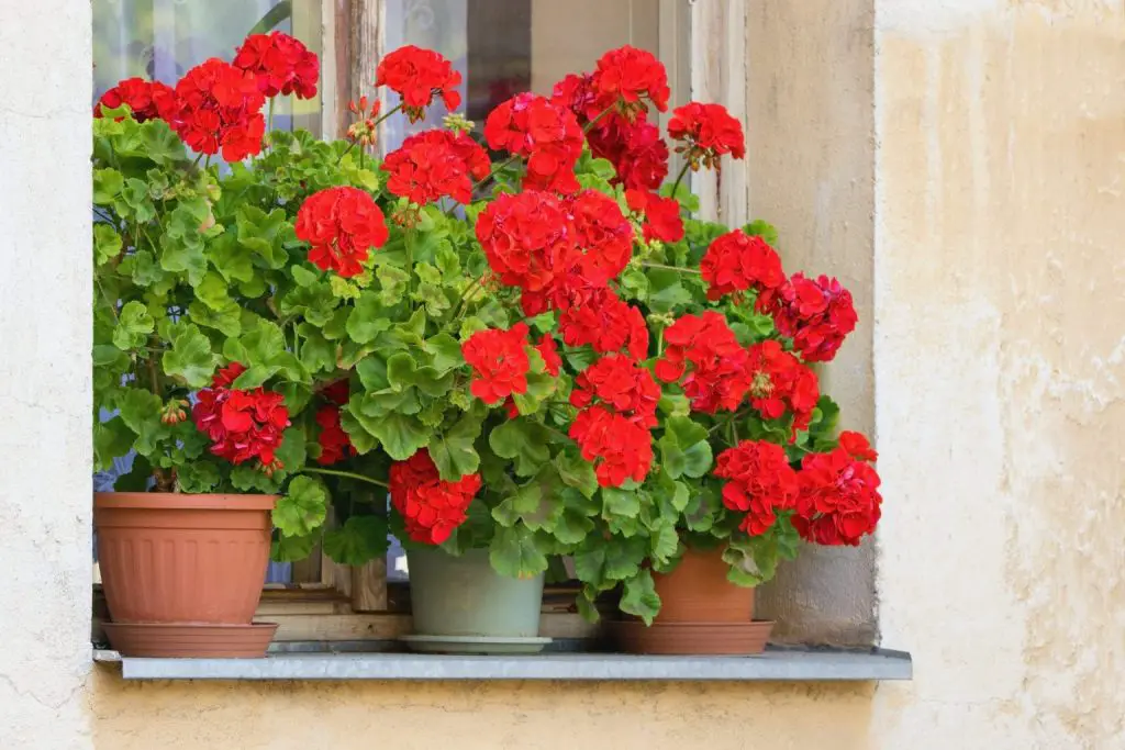 Cómo cultivar y cuidar los geranios