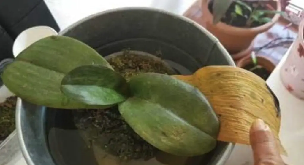 Cómo curar las hojas amarillas de las orquídeas: el método con un ingrediente natural