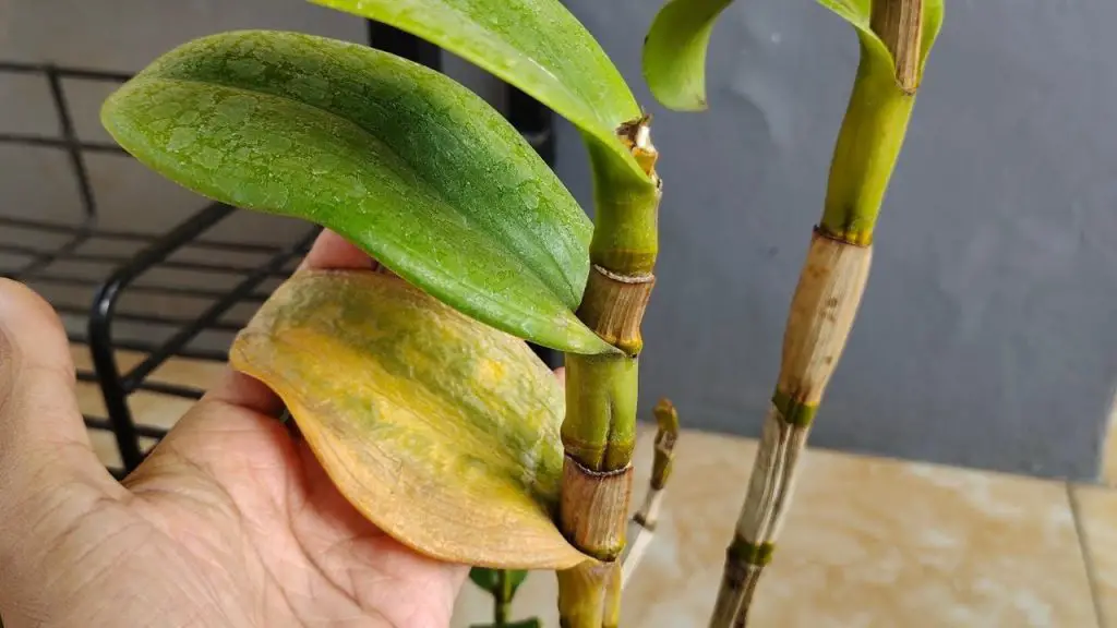 Cómo curar orquídeas enfermas: el método natural y efectivo