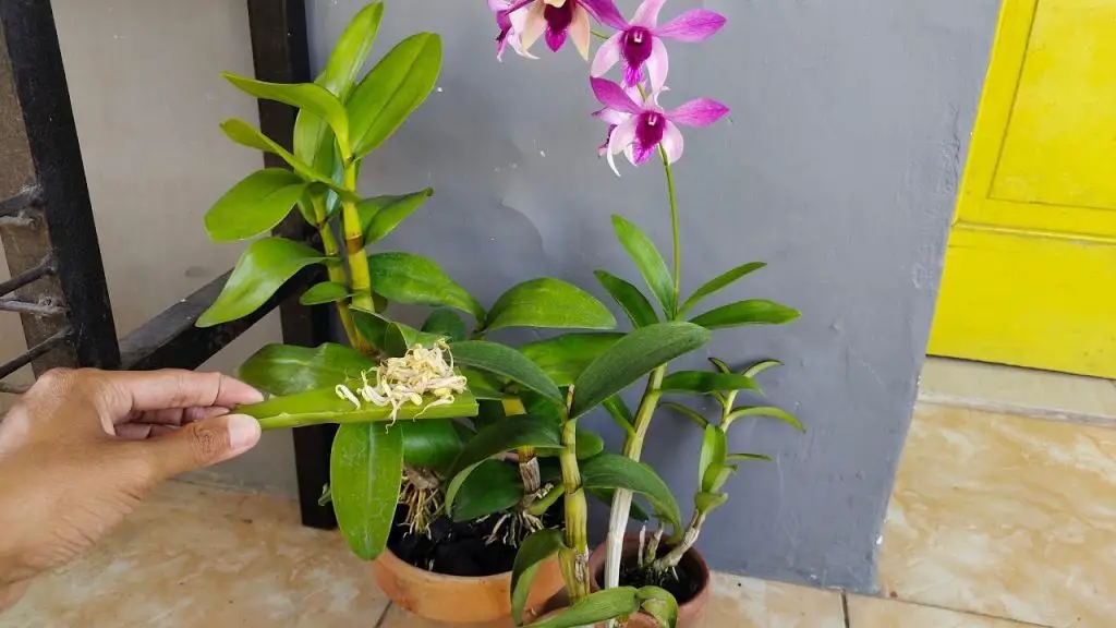 Cómo fortalecer las orquídeas: el abono natural y eficaz
