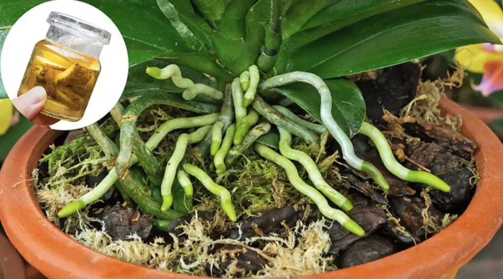 Cómo hacer fertilizante líquido con ceniza