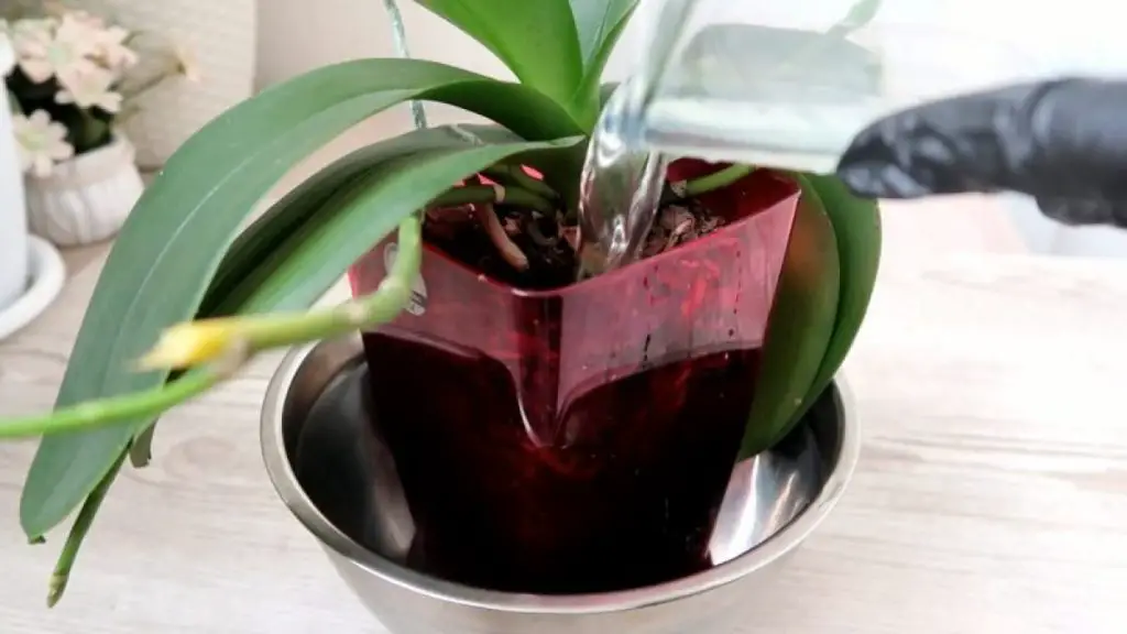 Cómo hacer florecer orquídeas con jugo de aloe vera
