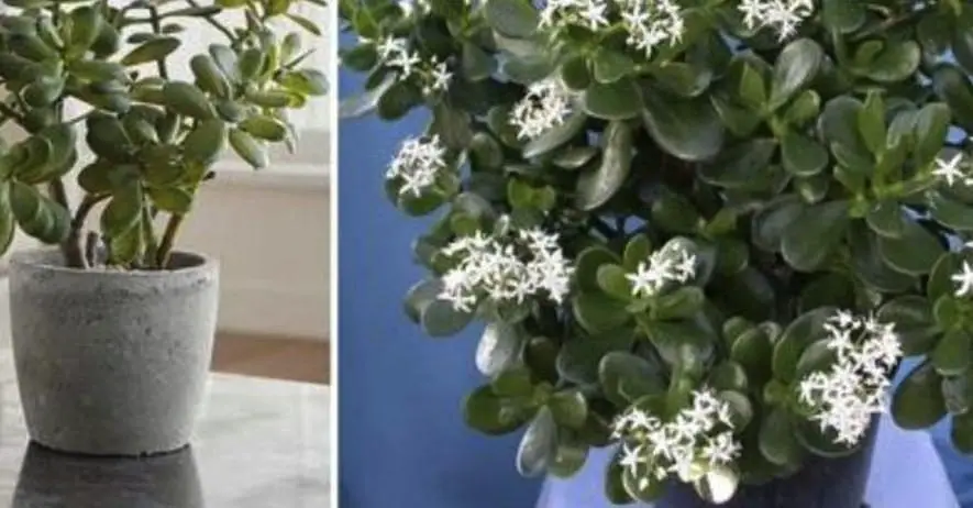 Cómo hacer que el árbol de jade florezca