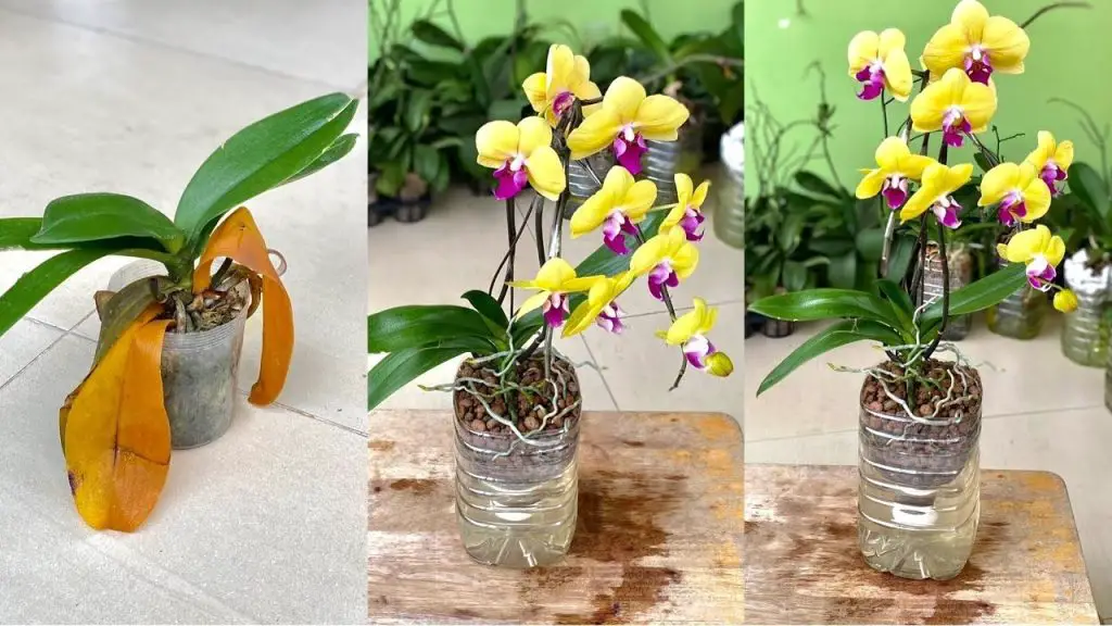 Cómo hacer que las orquídeas florezcan en invierno