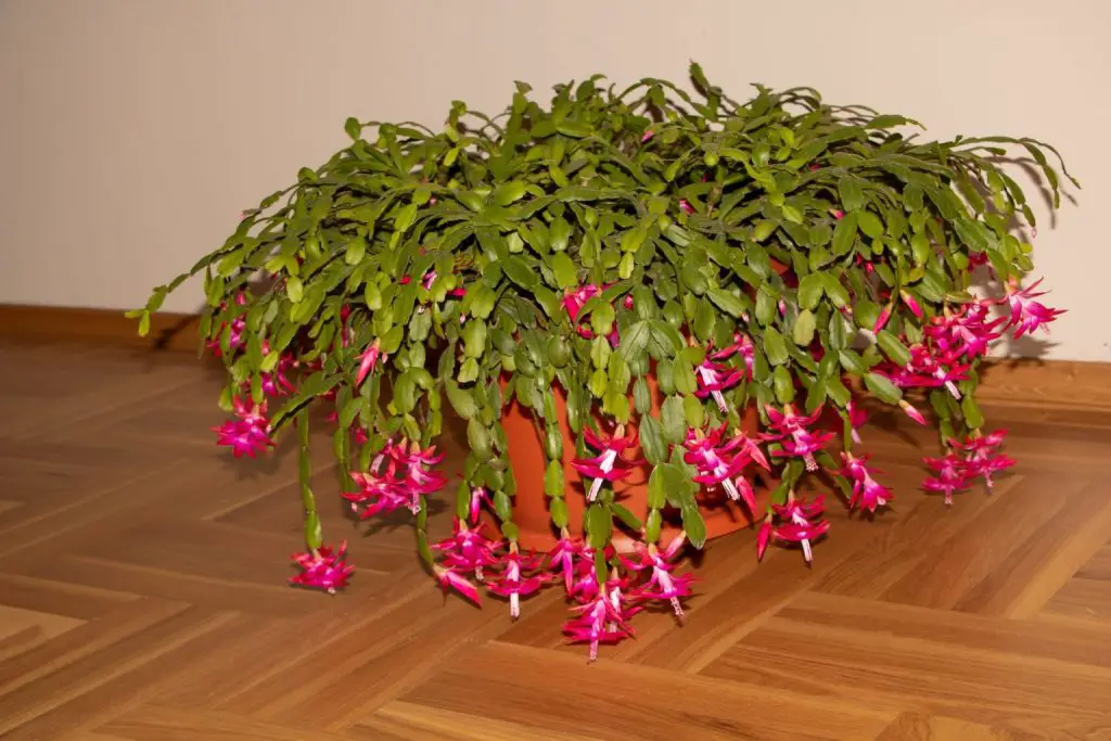 Cómo hacer que los cactus de Navidad florezcan todo el año