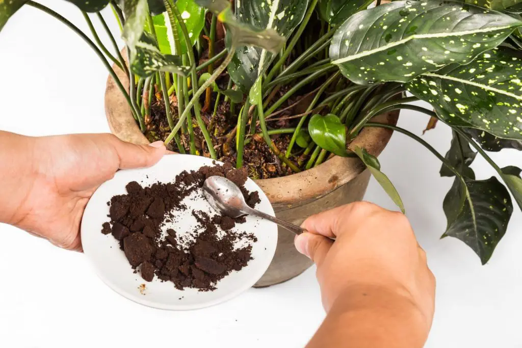 Cómo hacer un abono natural con café: el remedio natural y eficaz