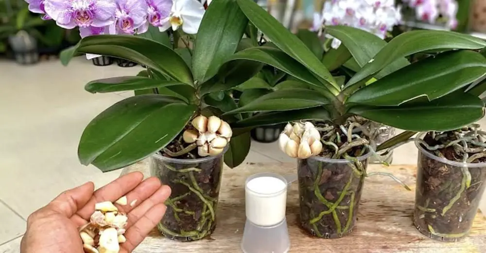 Cómo hacer un abono natural y eficaz para las orquídeas
