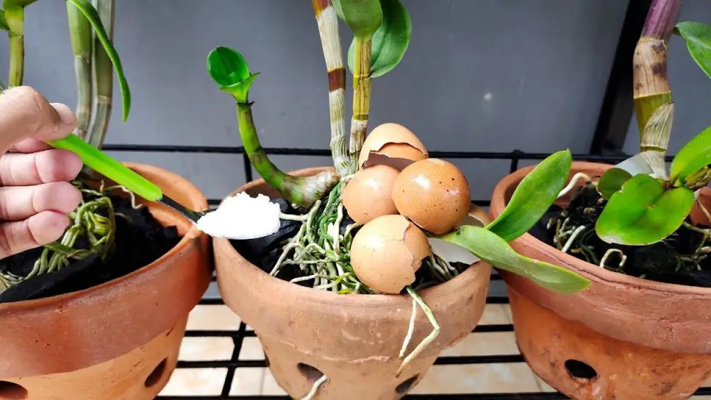 Cómo hidratar las raíces de las orquídeas