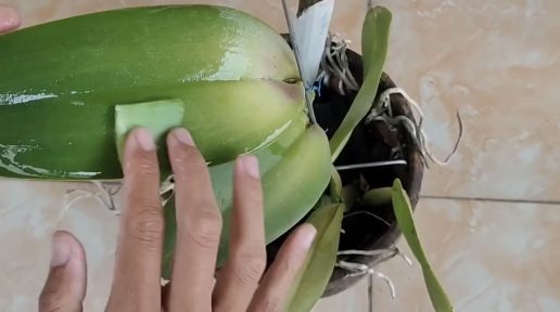 Cómo limpiar las hojas de las orquídeas con un solo ingrediente natural