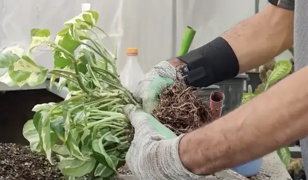 Cómo multiplicar pothos: el método fácil para todos