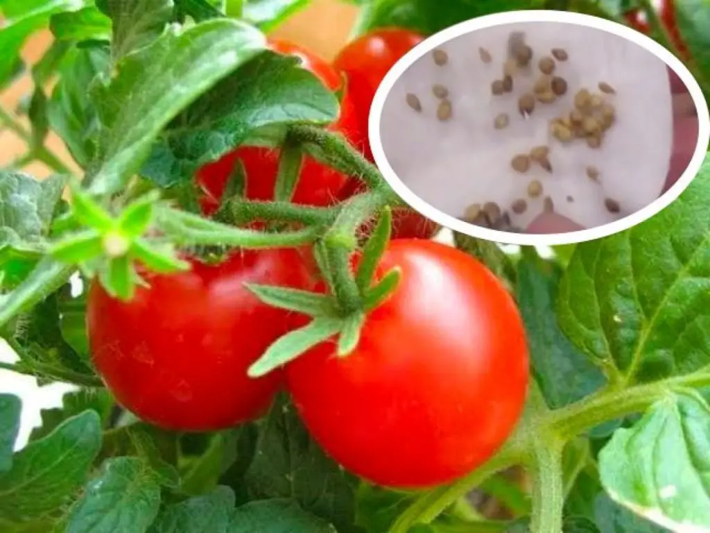 Cómo plantar semillas de tomate correctamente