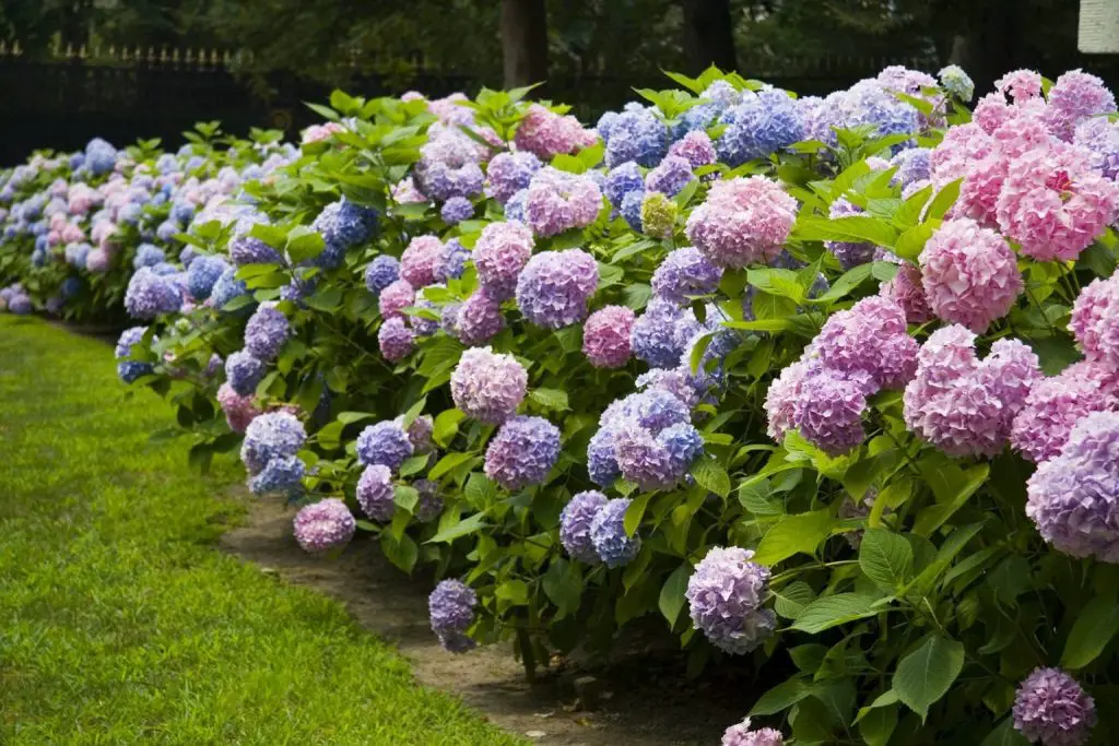 Cómo preparar el jardín para la primavera: las 5 operaciones a realizar