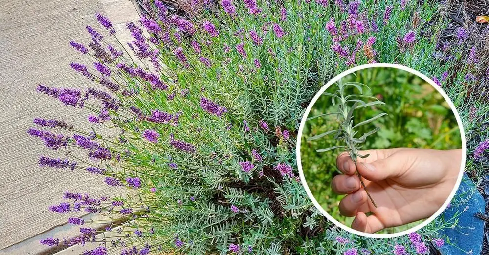 Cómo propagar lavanda con esquejes