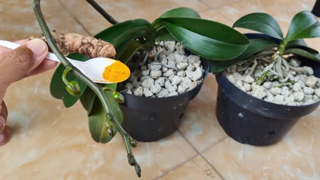 Cómo proteger las orquídeas de bacterias y enfermedades