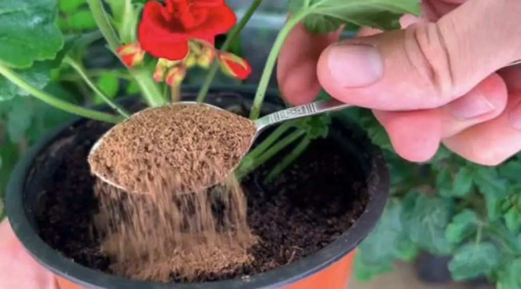 Cómo proteger las plantas de las plagas: el método de la canela