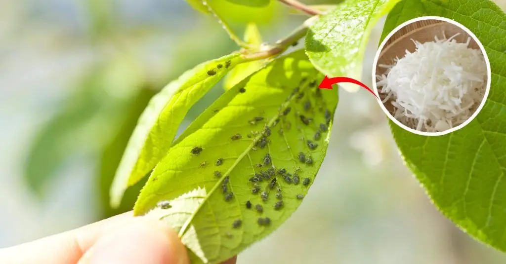 Cómo proteger las plantas de los insectos: el método natural