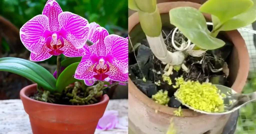 Cómo reutilizar la cáscara de los cítricos para proteger las plantas