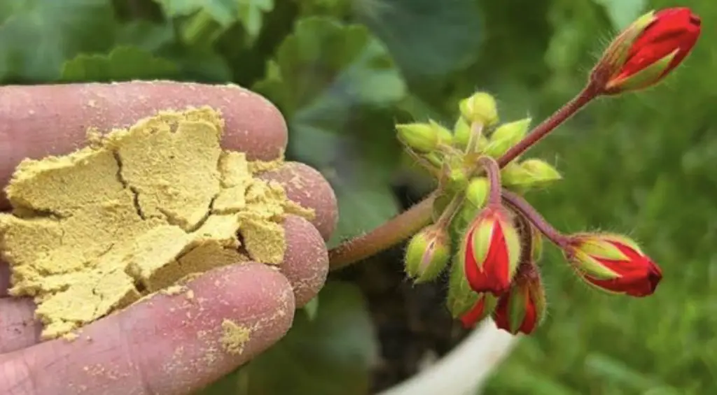 Cómo reutilizar la levadura caducada: los beneficios para tu jardín
