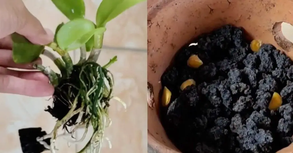 Cómo revigorizar una orquídea moribunda: la forma natural con la cúrcuma