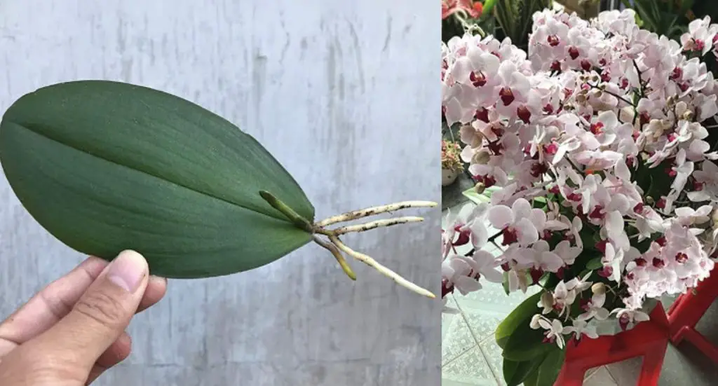 Cómo salvar orquídeas: el método con lima y canela
