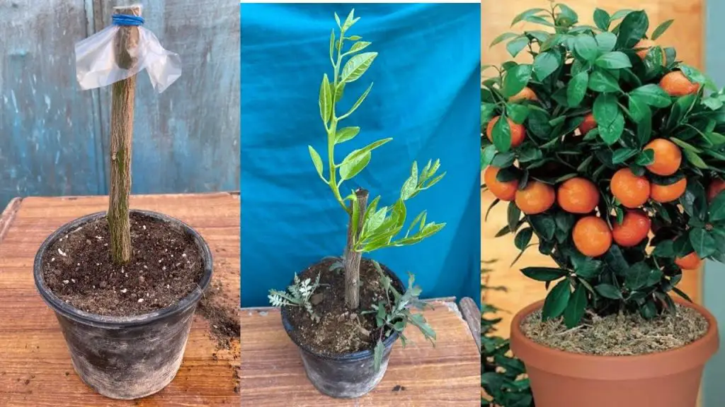Easy DIY: Propagating Lemon and Orange Plants from Cuttings