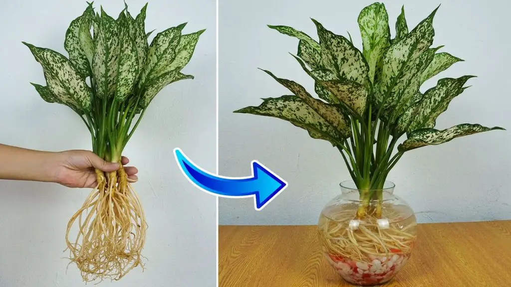Easy Guide to Propagating Aglaonema Flower with Fast Rooting in Water and Adenium Plant Care