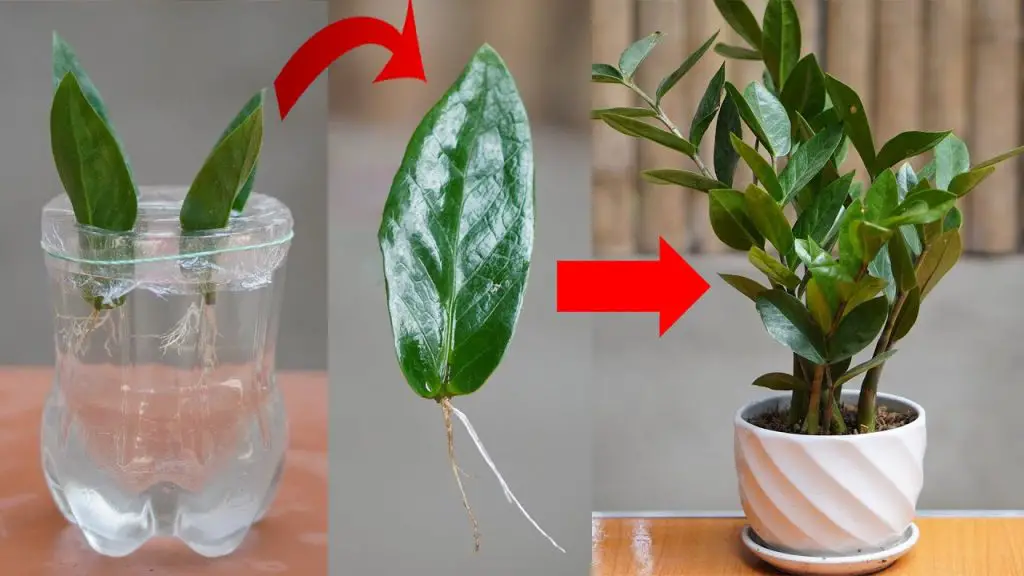Easy Steps to Propagate Medicinal Plants in Water: Simple, Effective, and Air-Purifying for Offices