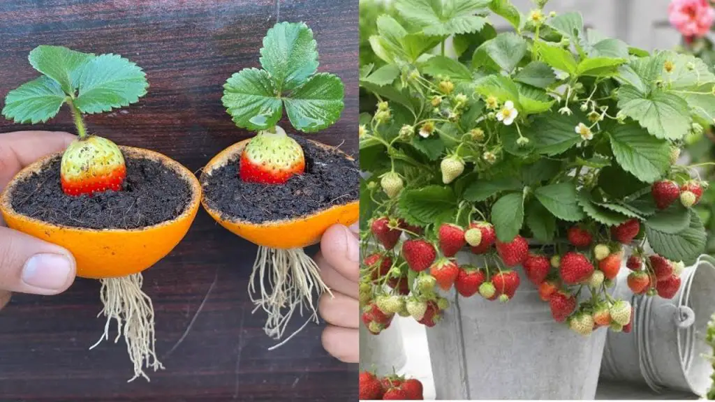 Effortless Method to Grow Strawberries from Strawberry Fruit: Guaranteed 100% Success