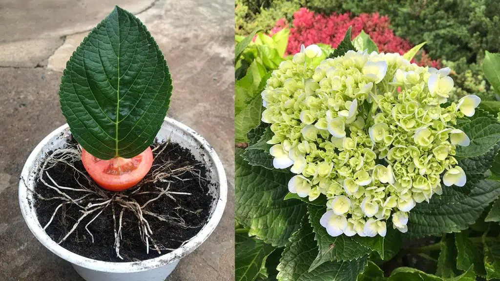 Enhancing Hydrangea Growth The Impact of Tomatoes in Breeding Hydrangea