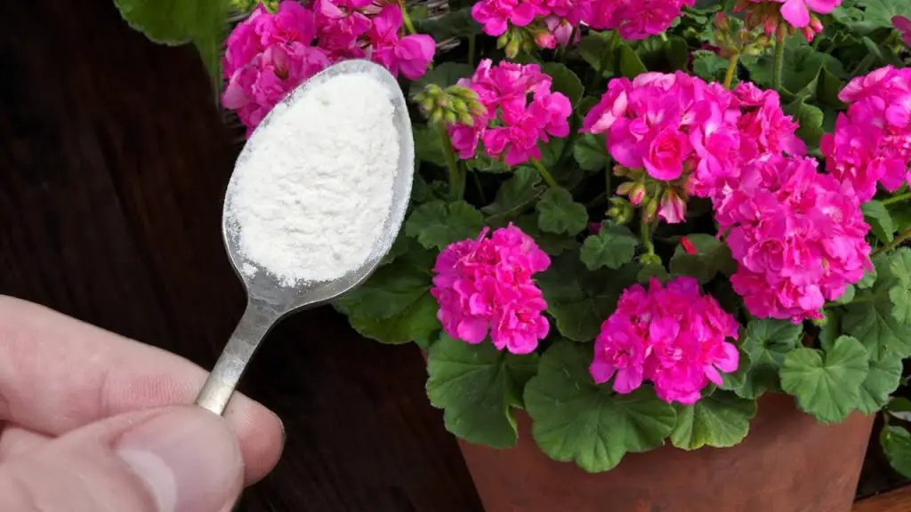 Forever Green One Spoonful for Luxuriant Geranium Blooms Year-Round!