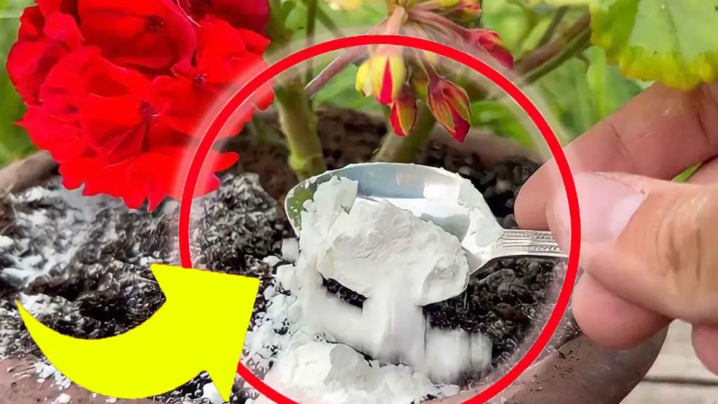 Geranio fuerte y frondoso: con el truco del vivero cobra vida inmediatamente | ¡Ve a poner este ingrediente en el frasco!