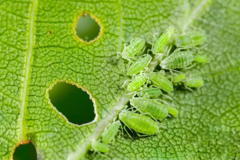 Goodbye Mealybugs, Aphids, Slugs, and Plant Pests: All You Need Is This Product