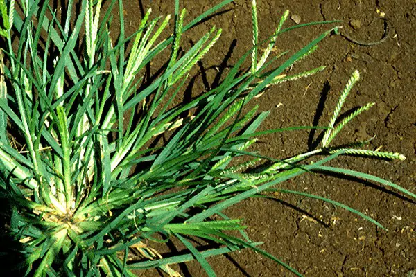 Goose Grass: A Natural Health and Garden Ally