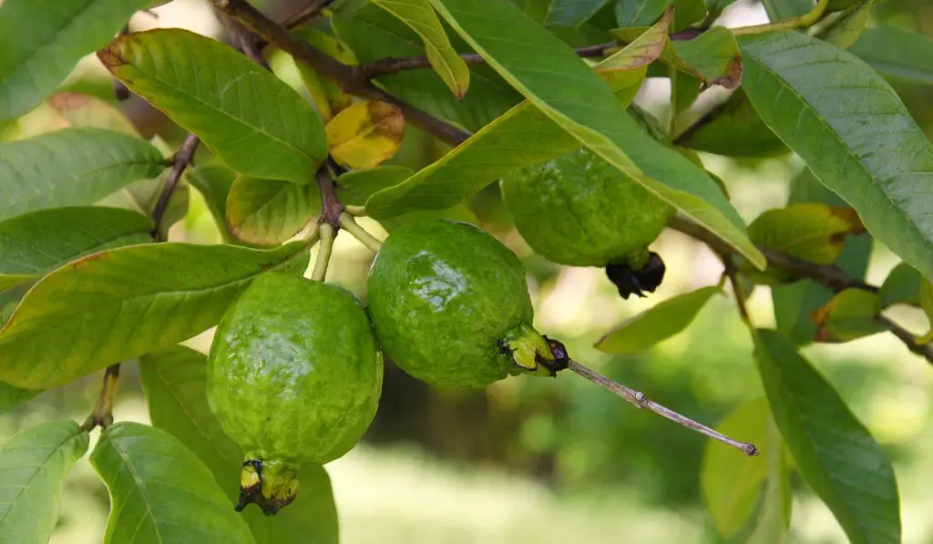 Grow Guava easily at home