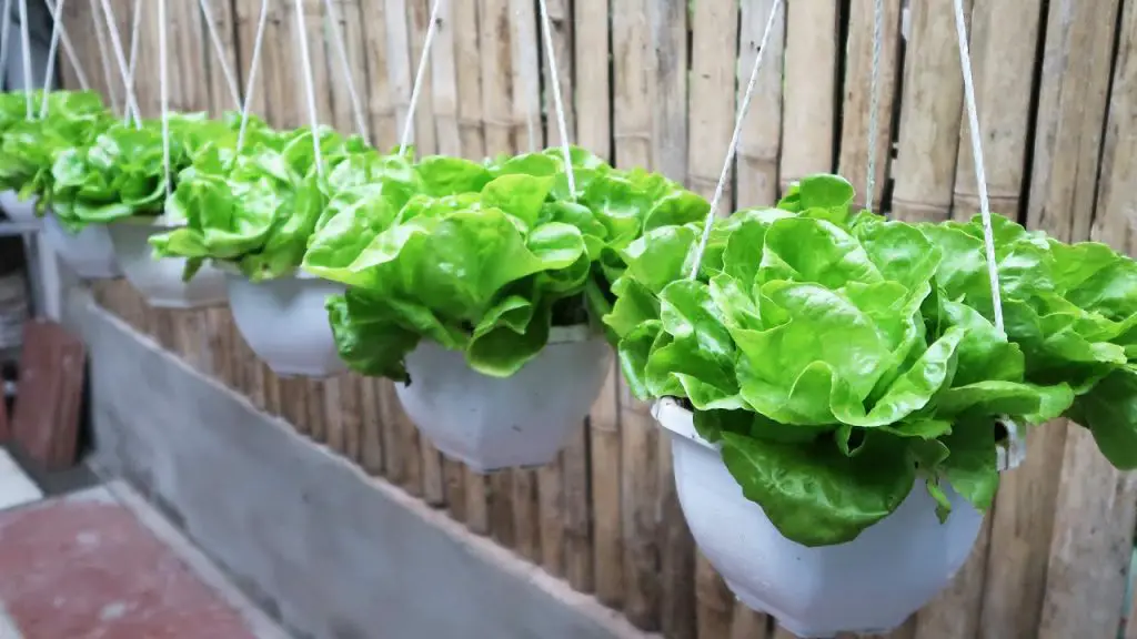 Growing Hanging Lettuce for Urban Gardeners