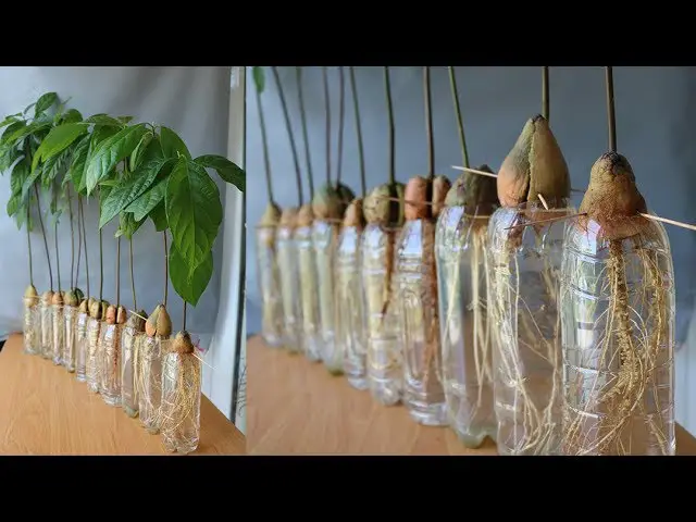Growing an Avocado Tree from Avocado Seeds Can You Believe It