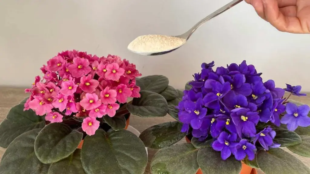 Haz esto todas las noches para que tus violetas florezcan profusamente, florecerán de inmediato.