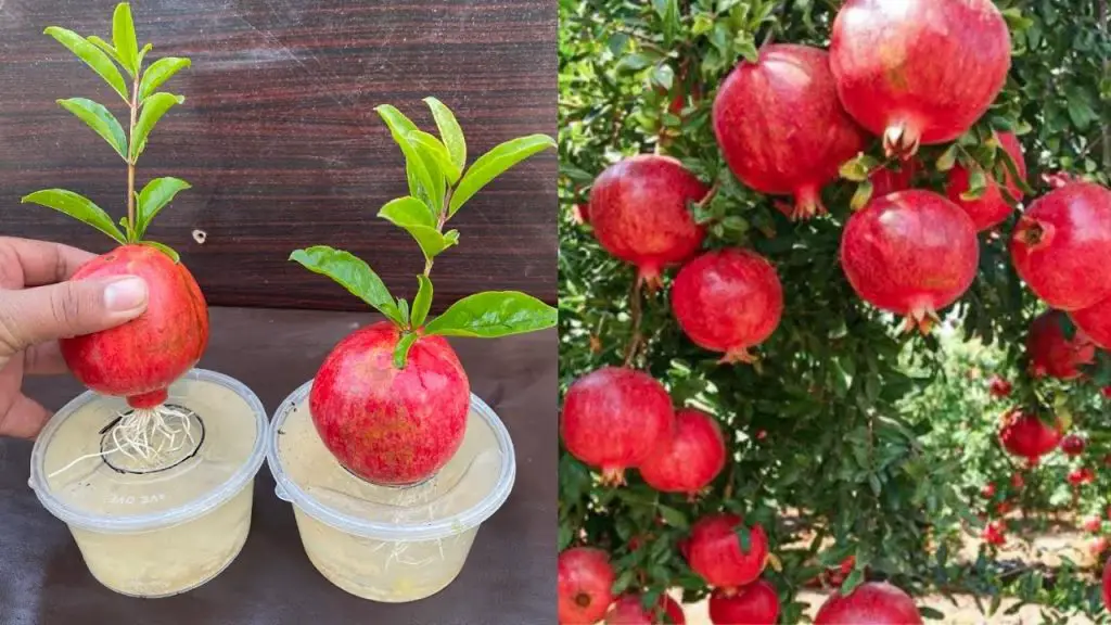 How to Grow Pomegranate Trees from Pomegranate Fruit: A Comprehensive Guide