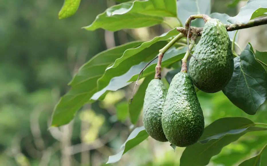 How to Grow an Avocado Anywhere in the World