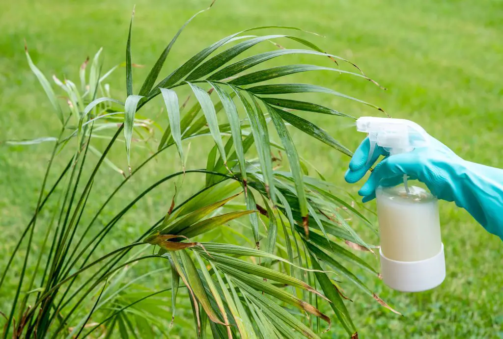 How to Make a Spray to Eliminate Garden Pests