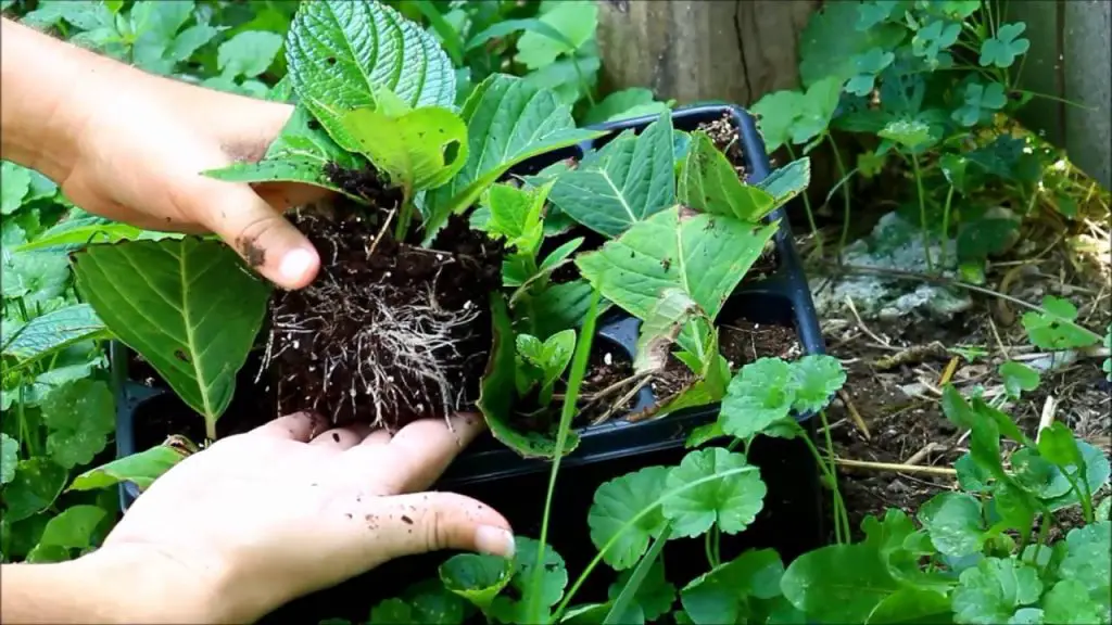 Hydrangea Propagation Triumph Achieving 100% Success with Cuttings!