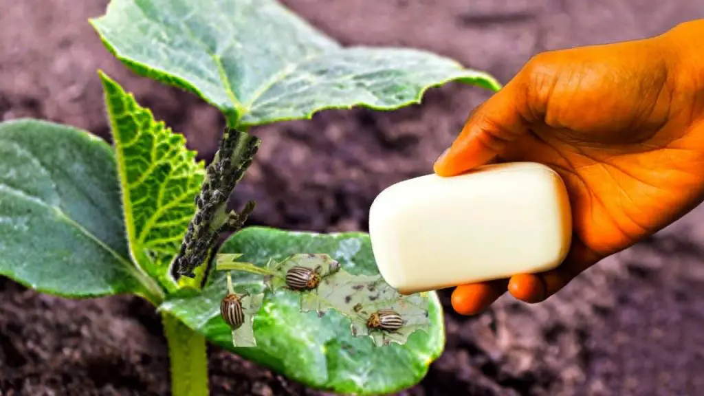 If your aim is to eliminate aphids from plants this is the best insecticide