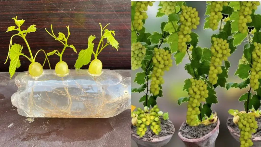 Innovative Method: Growing Grapes in Plastic Bottles for Beginners