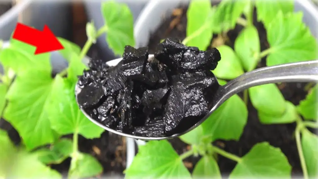 It has conquered millions of farmers, it produces enormous plants: spread it on the ground