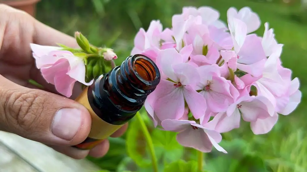 July’s Miracle: Reviving Small Flowers into Magnificent Blooms!