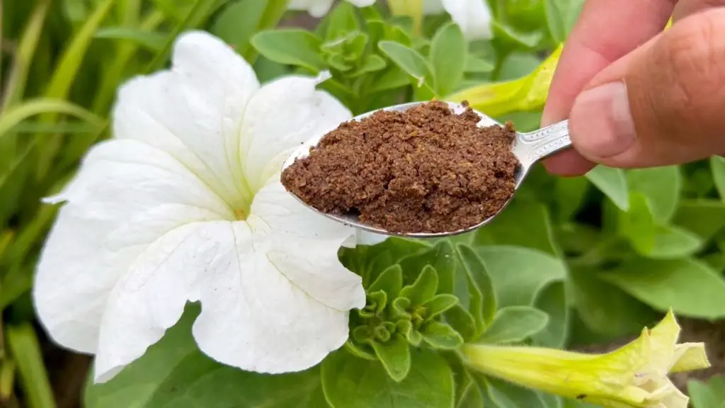 June’s Secret Weapon: Transforming Flowers with Just 1 Teaspoon