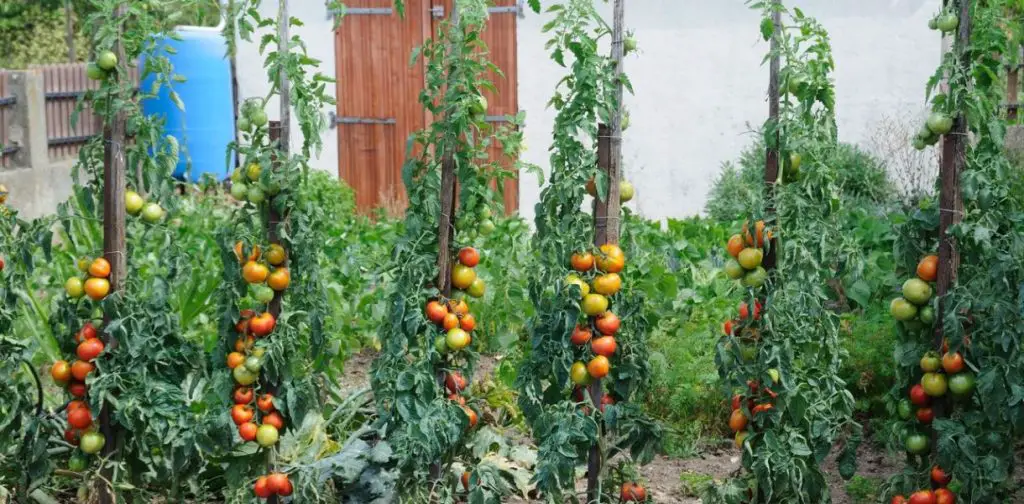 Maximiza tu huerta: aquí están las verduras para plantar junto a los tomates