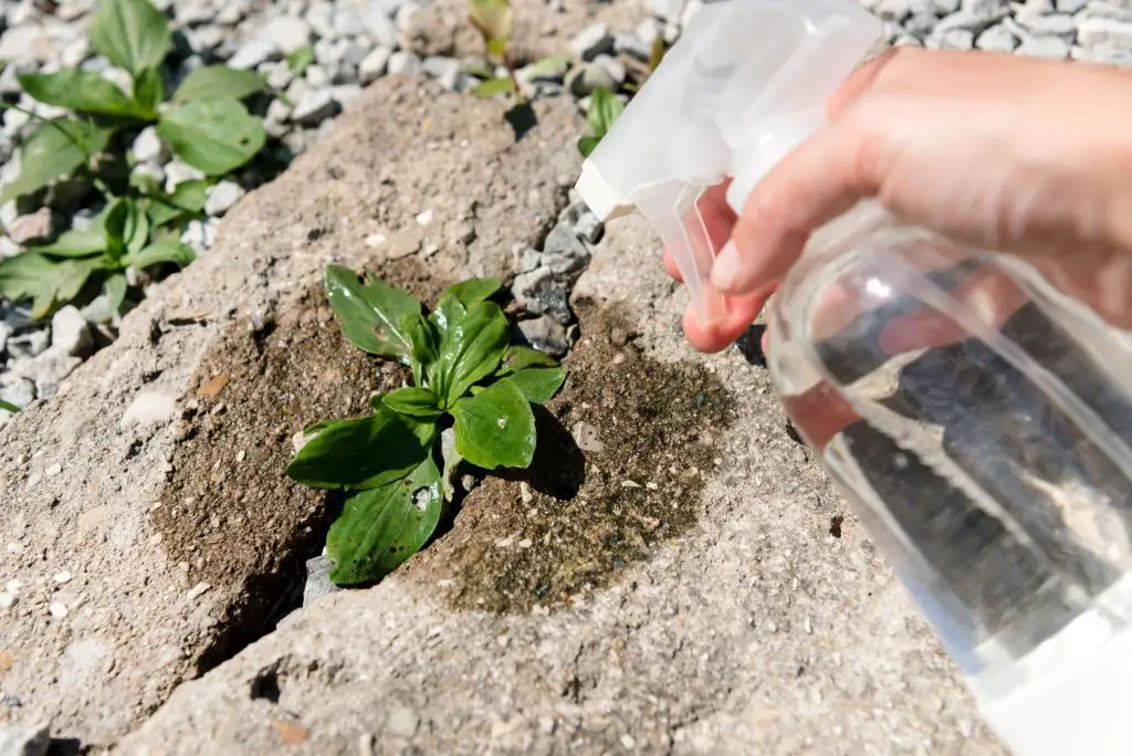 Mix vinegar with two simple and economical ingredients, weeds die instantly